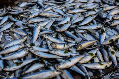 fish, sardine, oily fish, anchovy food, anchovy, seafood, forage fish, fish products, whitebait, herring, mackerel, food, herring family, salted fish, stockfish