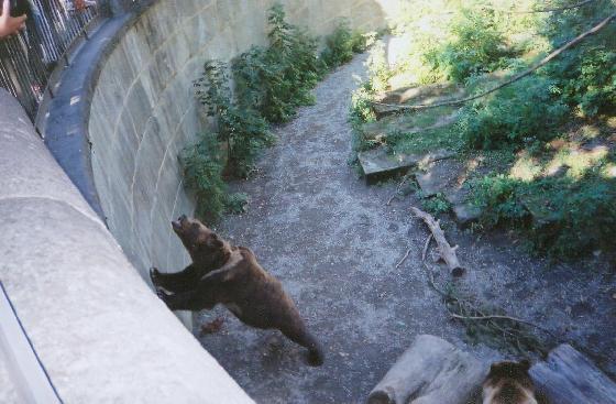 Bern Bear pit